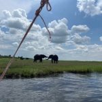 Day Safari from Vic Falls elephants