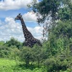 Day safari from Vic Falls giraffe